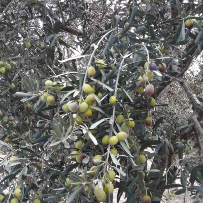 Moulay Idriss olives