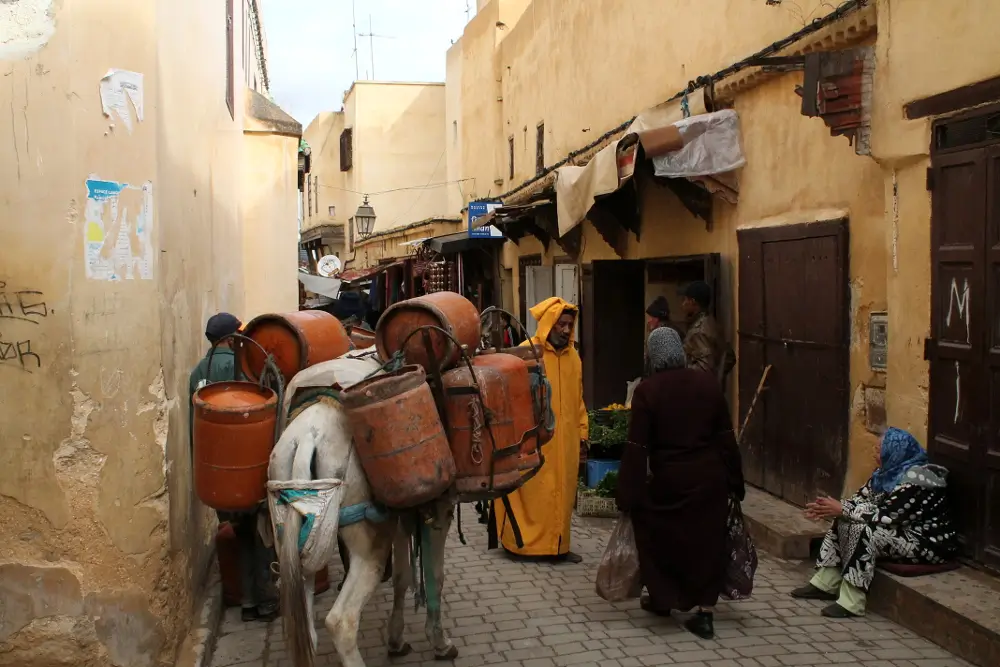 donkey-The Medina of Fez